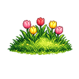Tulips